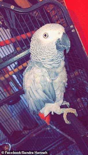 chanel the parrot found guilty